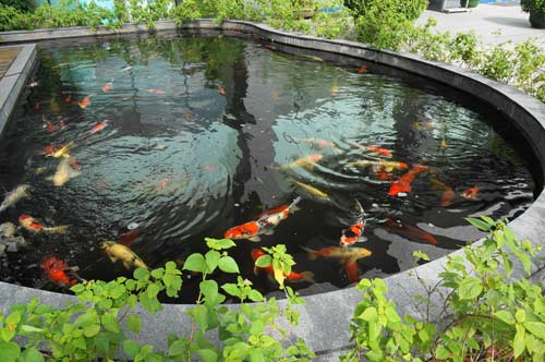 chống thấm bể cá