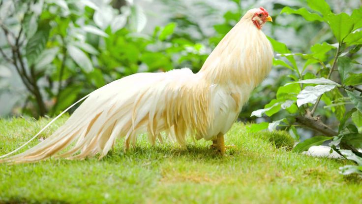 Tuổi Kỷ Dậu hợp với màu gì?