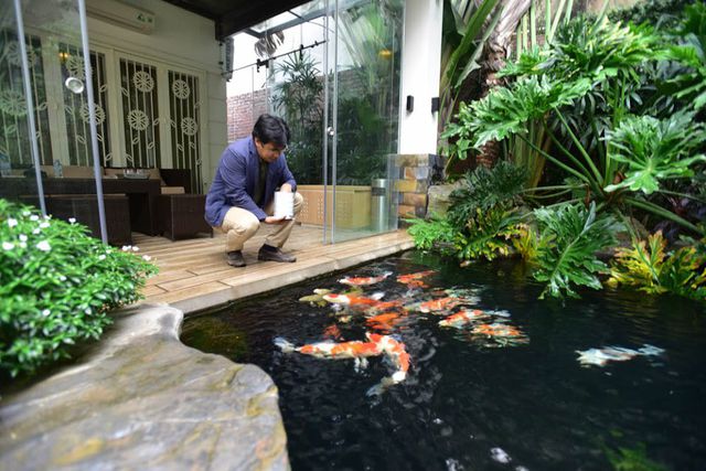 Hồ cá Koi mang lại sự thư thái