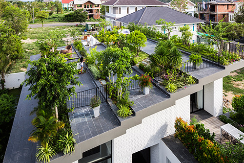 trồng cây làm mát mái