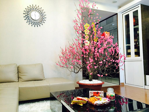hoa đào ngày tết