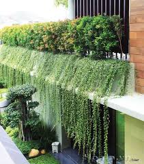 Trồng cây xanh cạnh cửa sổ chống nóng