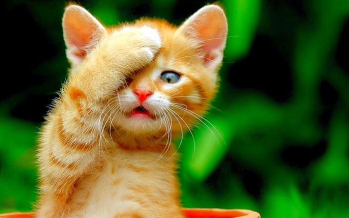 Tuổi Mão hợp với màu gì?